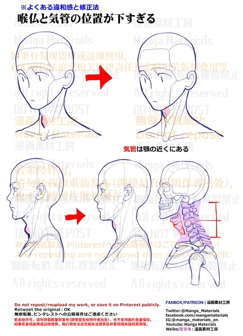 個人メモ：首周りの骨